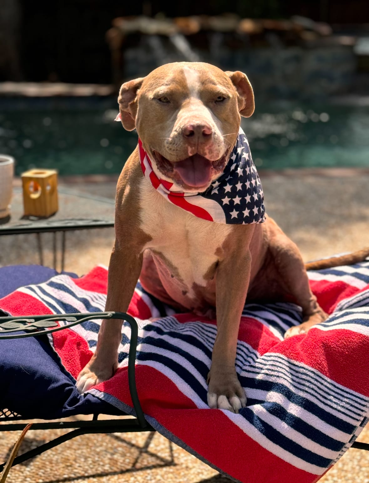 Zeus, a tan dog in an American-flag bandana, grinning in the sun by the pool